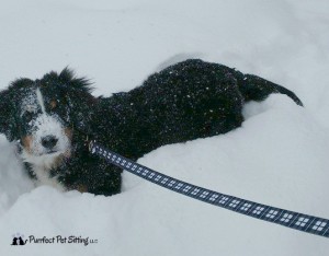 Bernese Mountain Dog in Snow