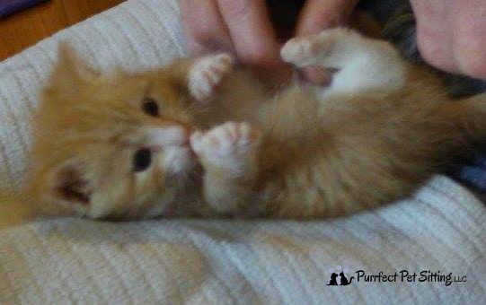 baby orange polydactyl kitten