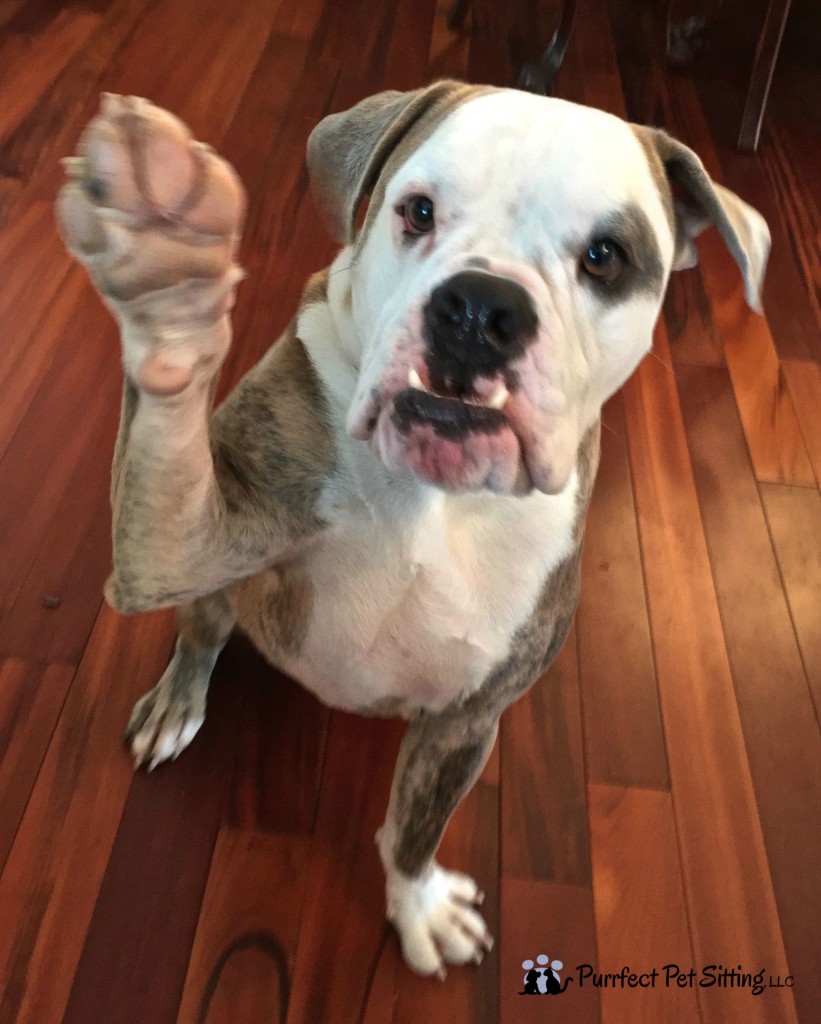 bulldog with his paw up