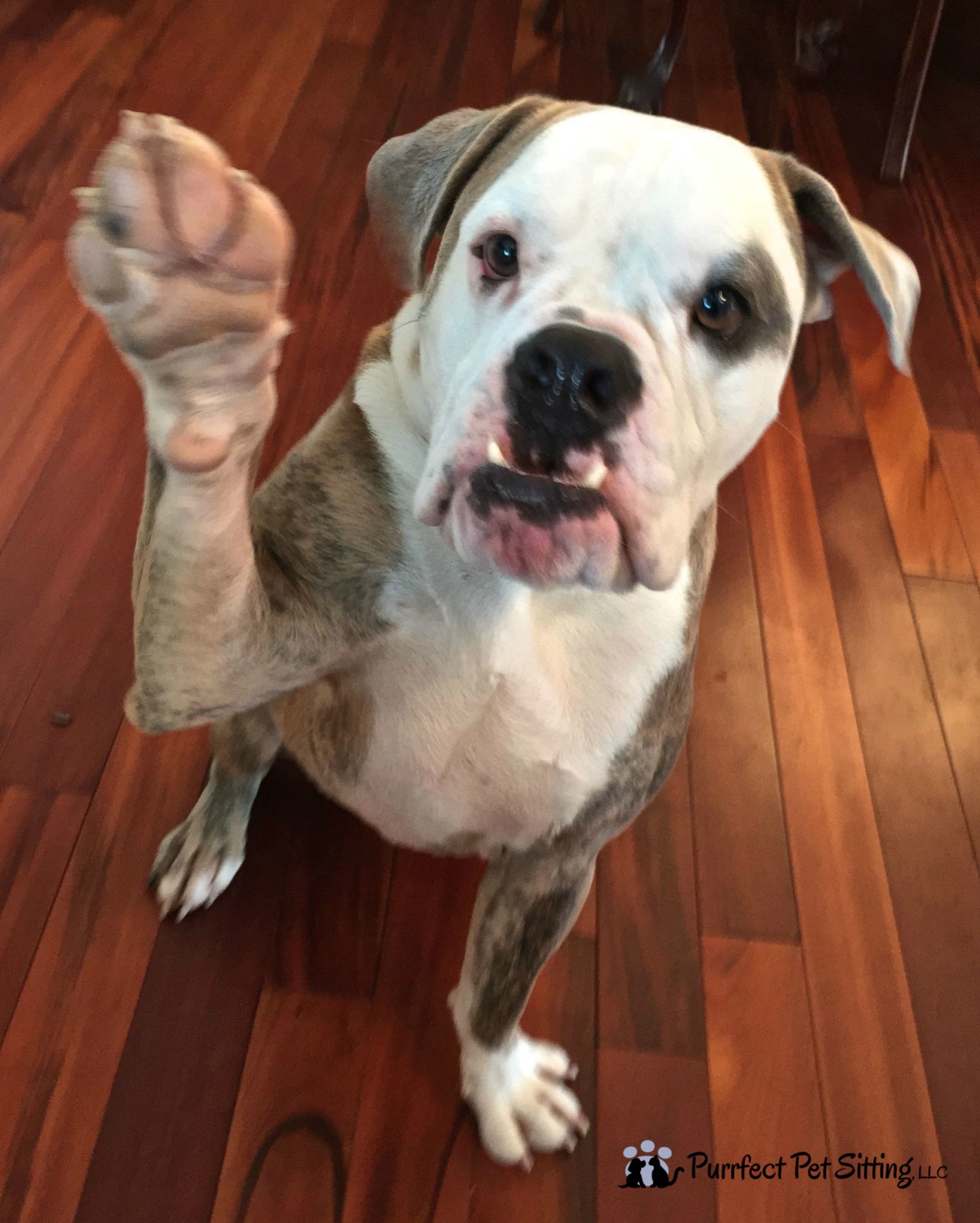 bulldog with his paw up
