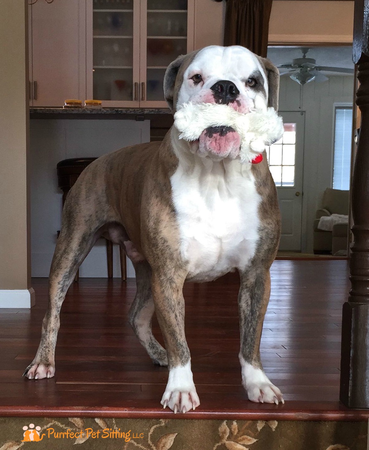 bulldog with toy in his mouth