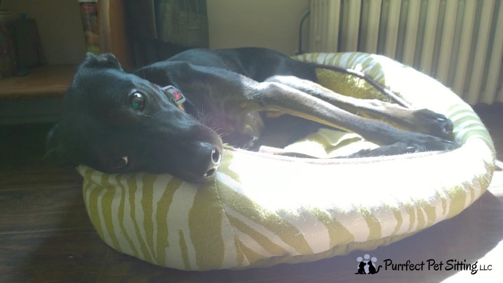 black dog on bed