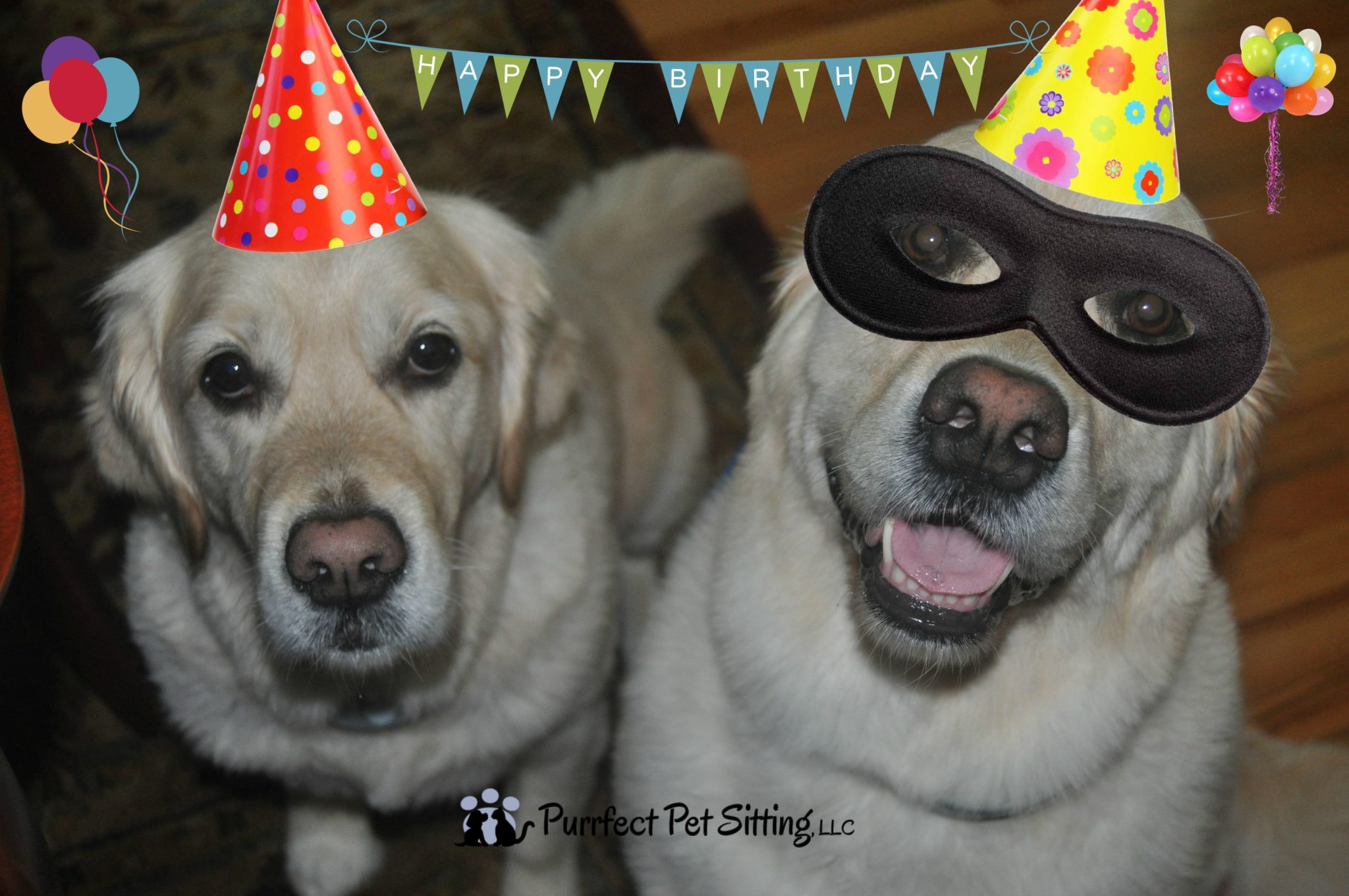 golden retrievers with party hats