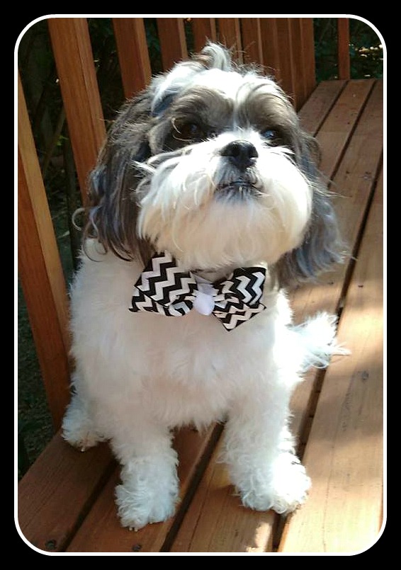 dog wearing bow tie