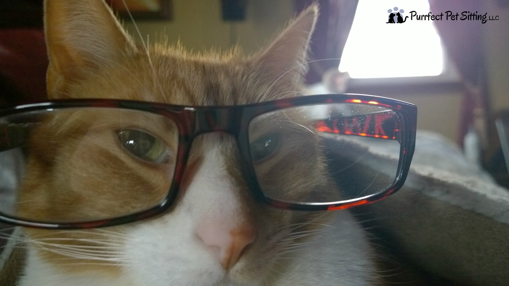 cat with glasses