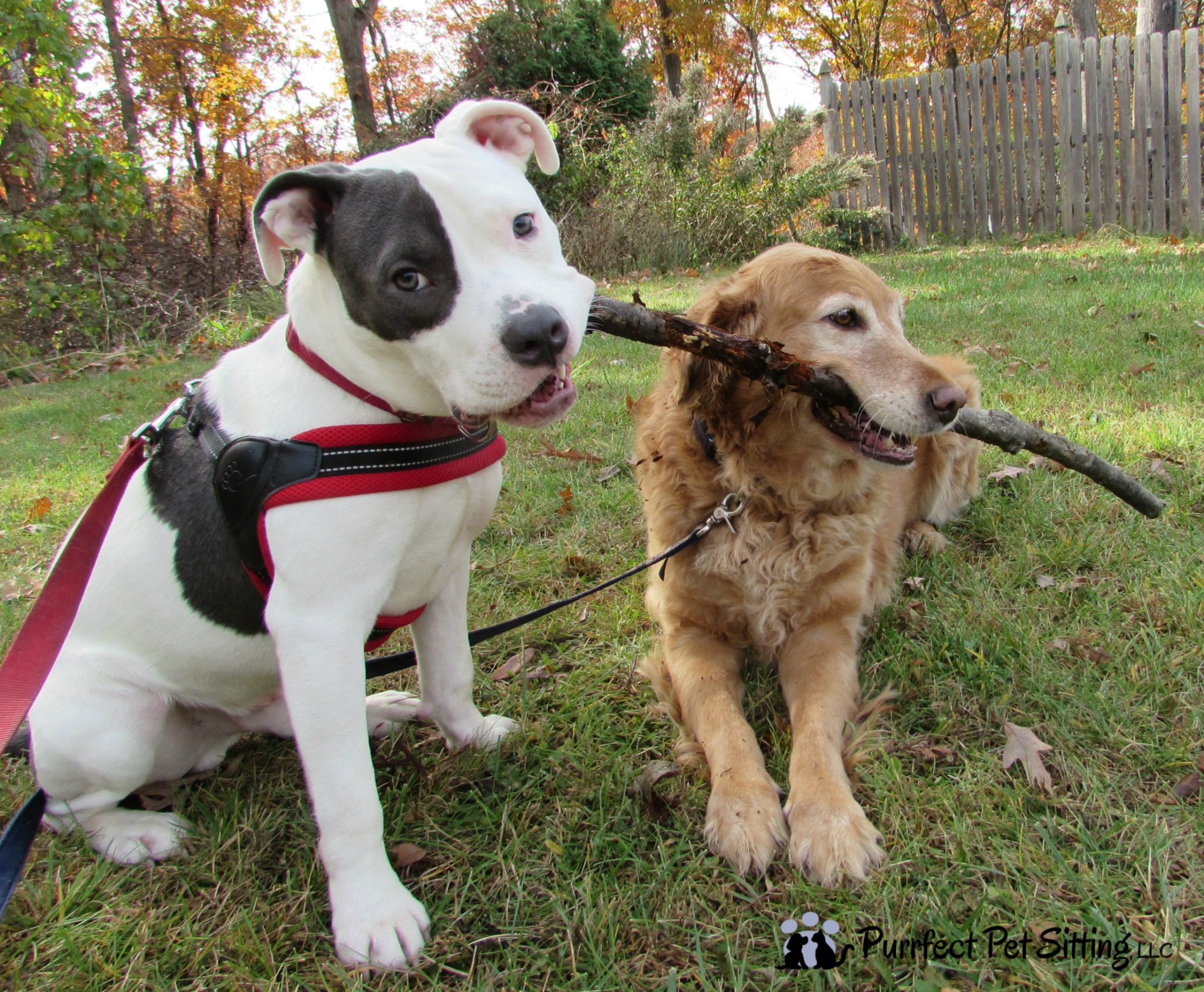 two dogs chewing on stick