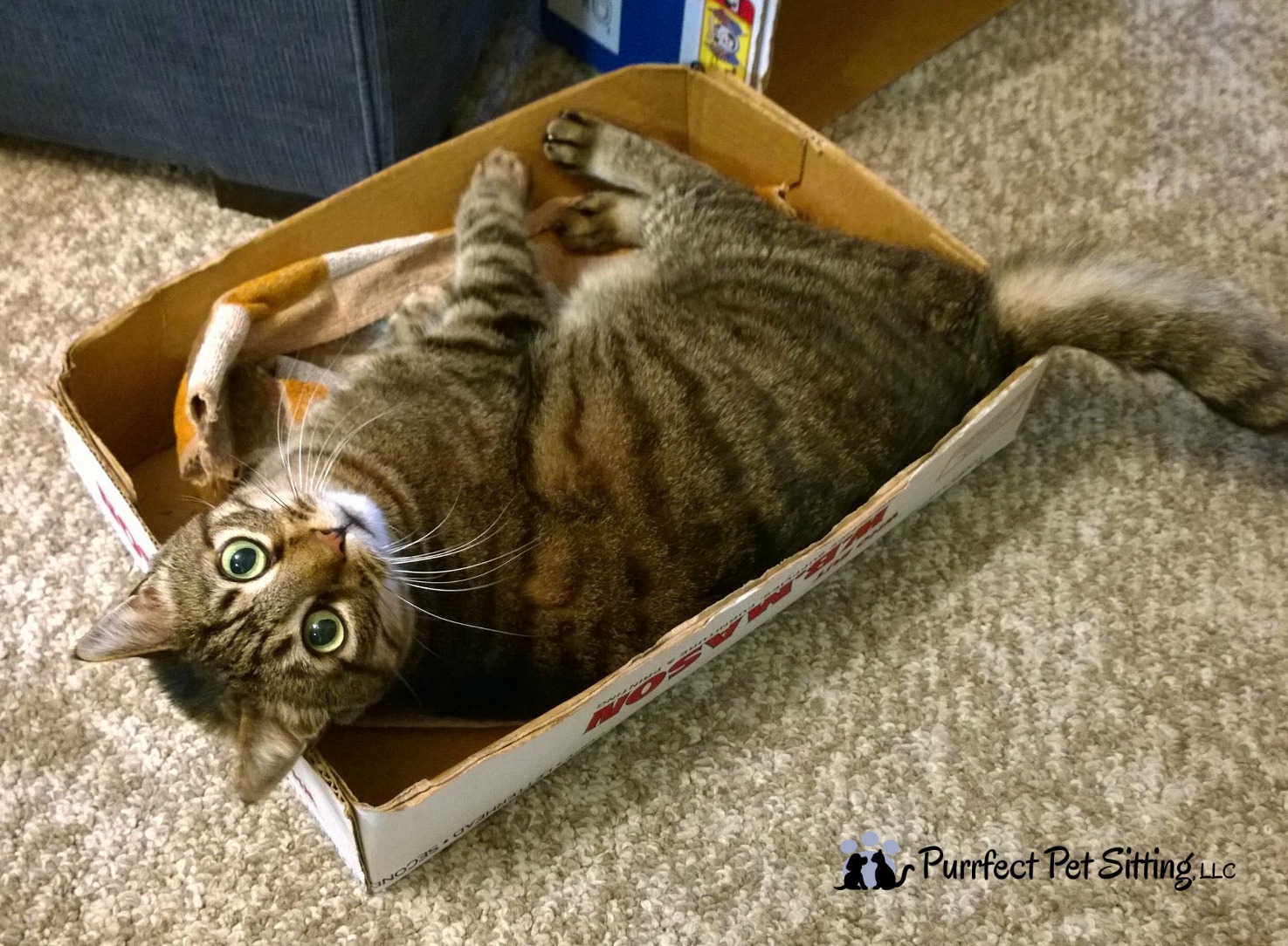 tiger cat in box