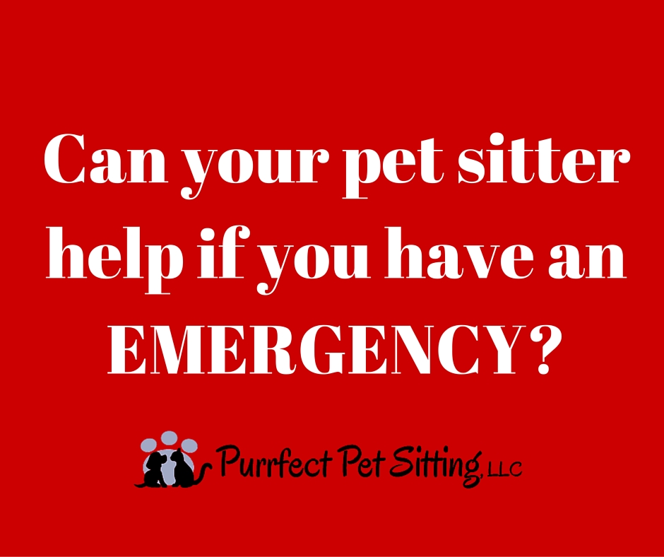 Pet sitter emergency