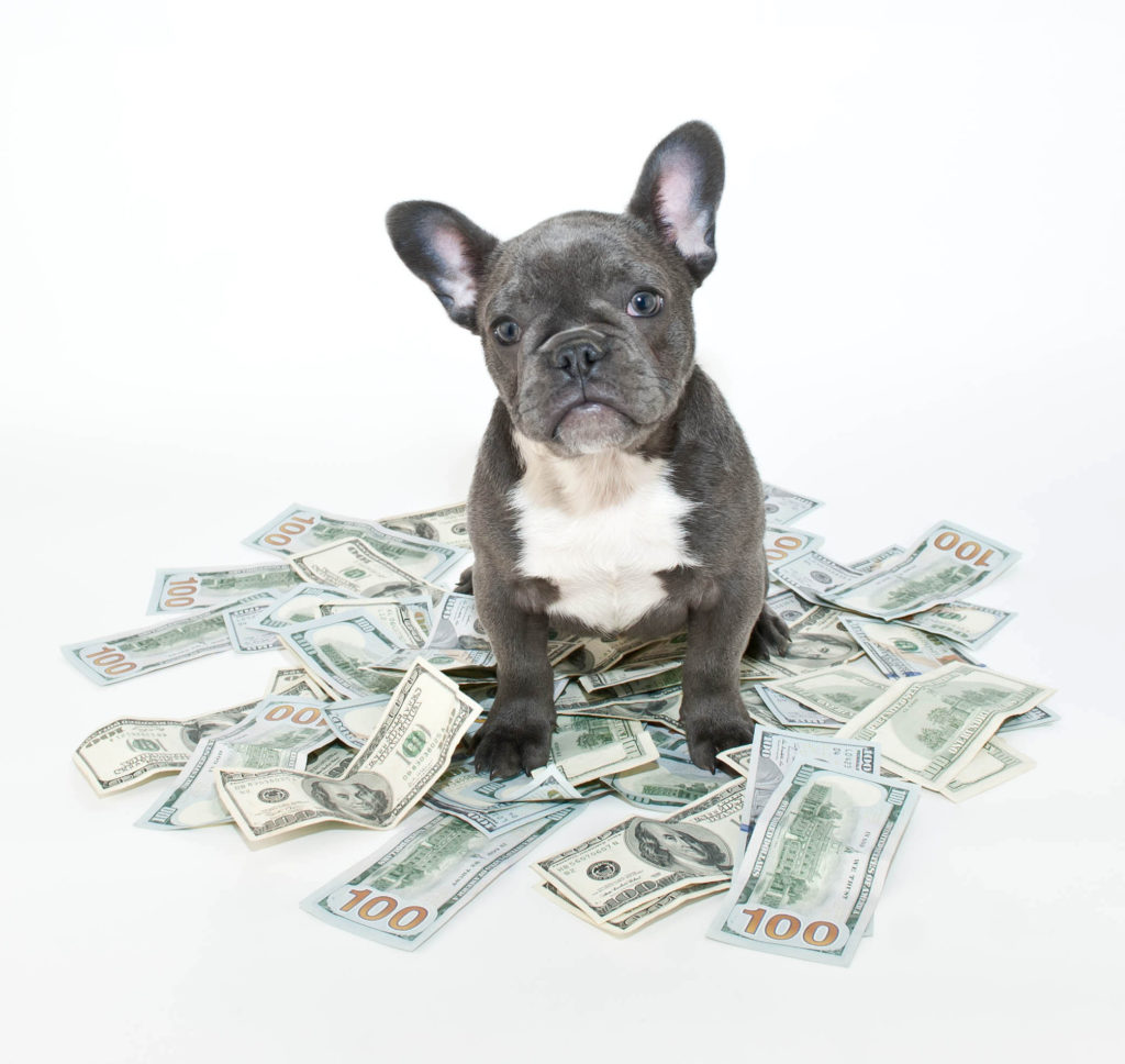 dog sitting in money