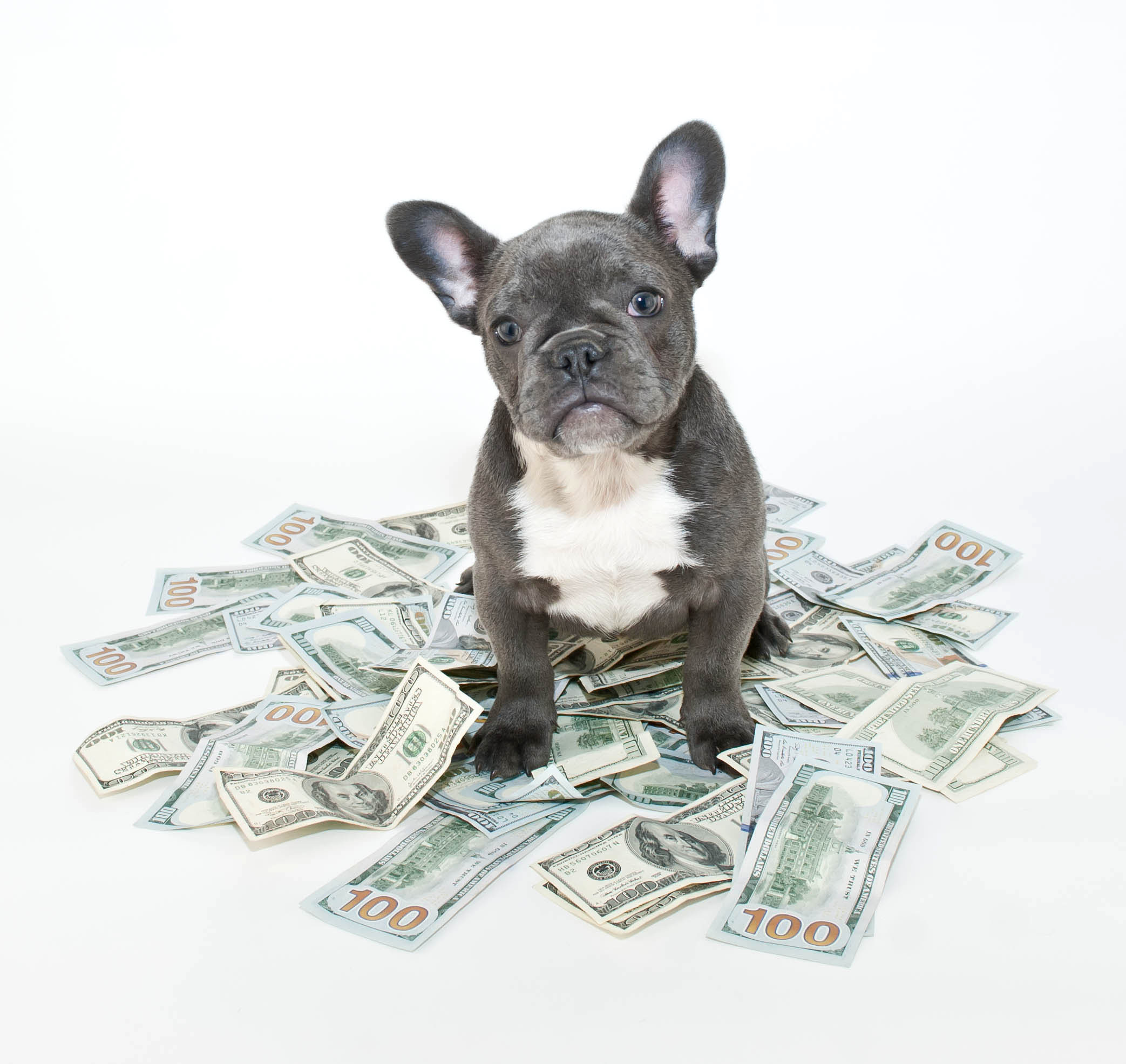 average cost of pet sitting