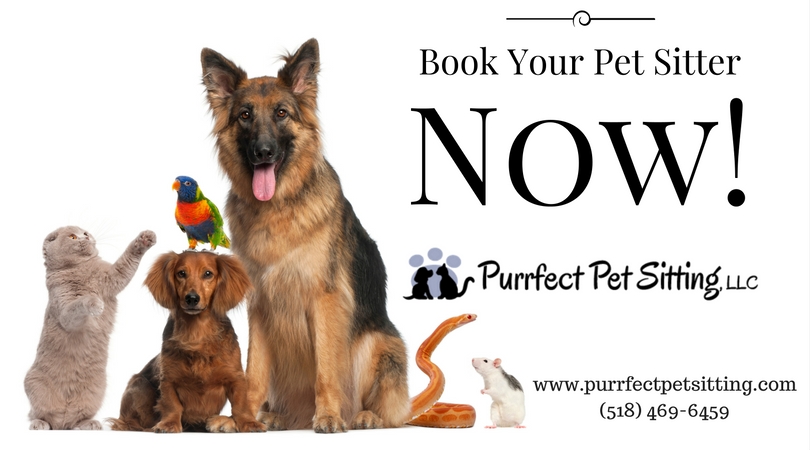 Book your pet sitter now