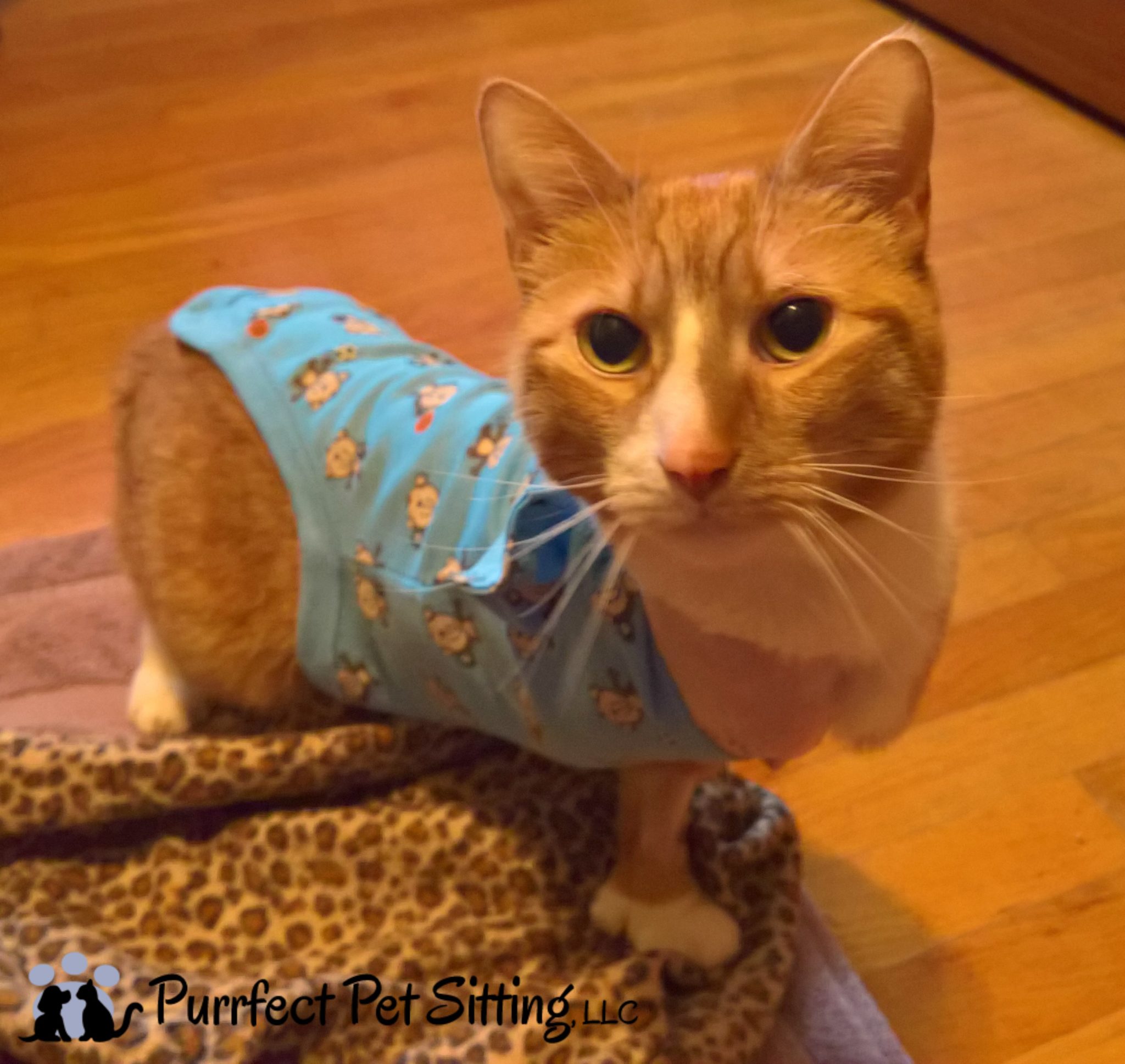 cat wearing a onesie