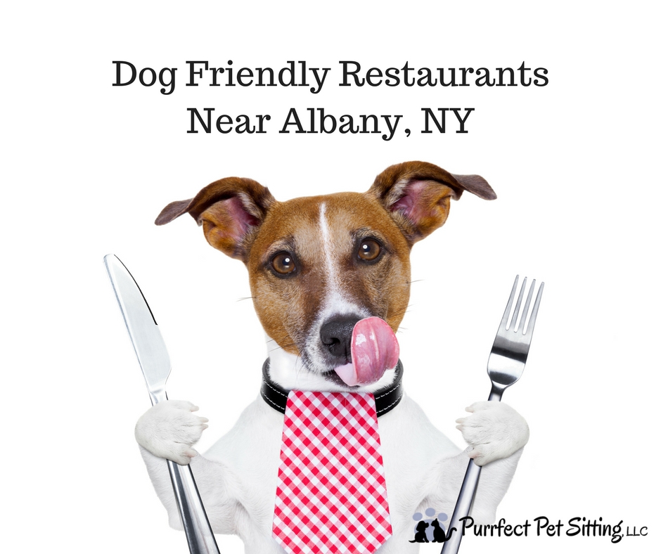 Dog friendly restaurants near Albany NY