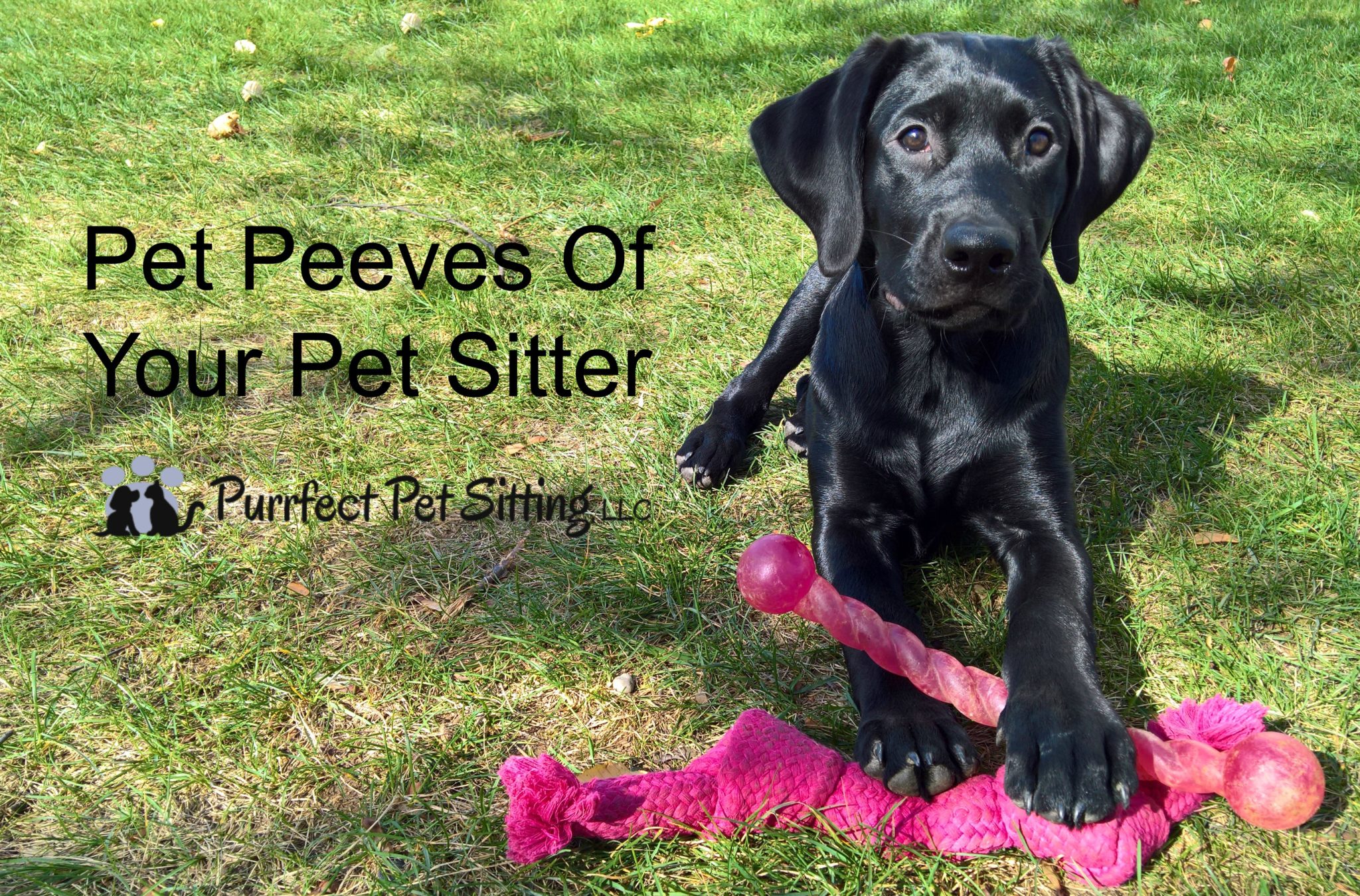Pet Peeves Of Your Pet Sitter