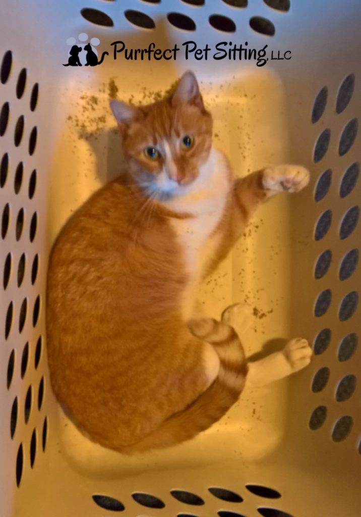 3 legged cat in laundry basket