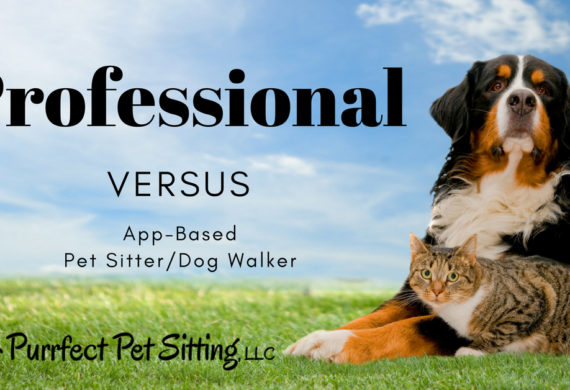 professional pet sitter versus app based