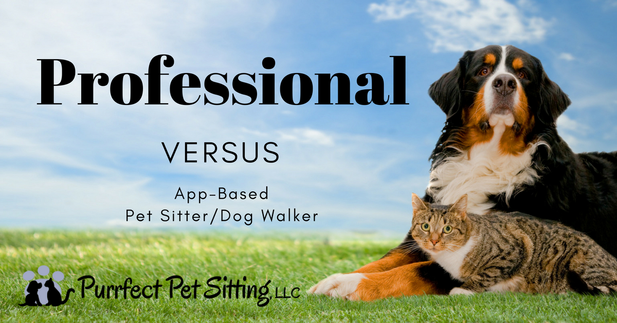 Why Hire A Professional Pet Sitter/Dog Walker Versus An App Pet Sitter