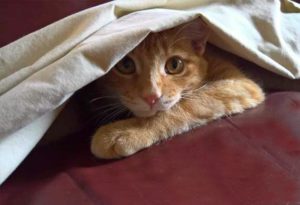 orange cat hiding under sheet