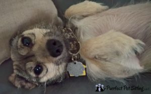 dog sick from flea collar