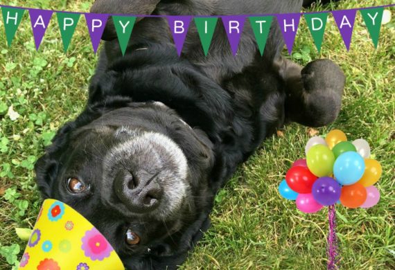 Birthday dog