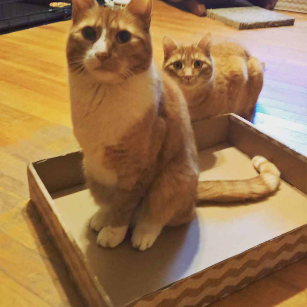 two orange cats