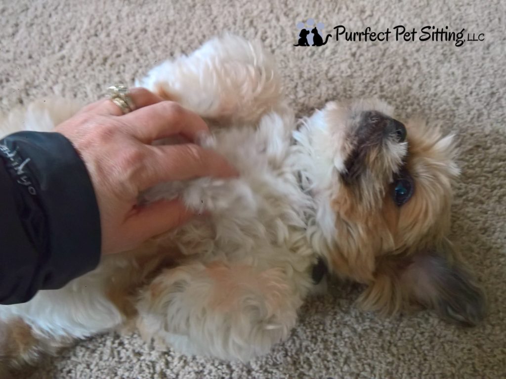 dog getting belly rub 