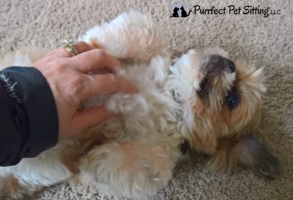 dog getting belly rubbed