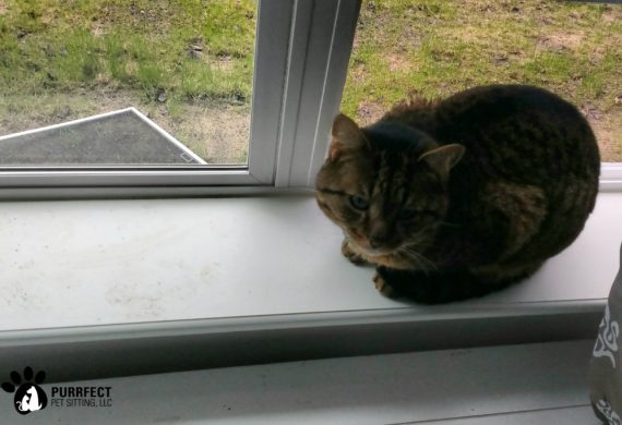 cat next to open window