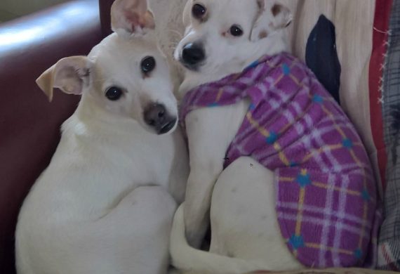 two jack russells