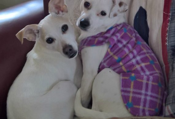 two jack russells