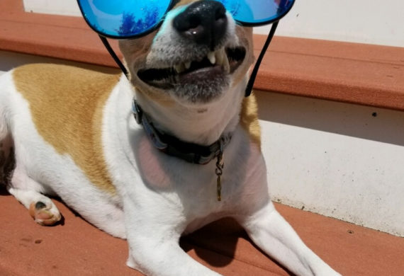 jack russell wearing big sunglasses