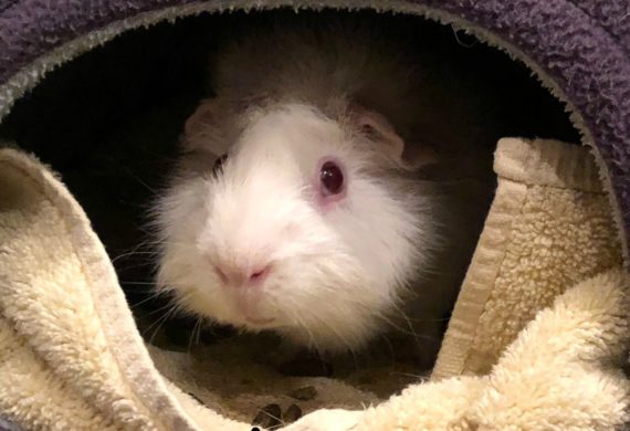 guinea pig