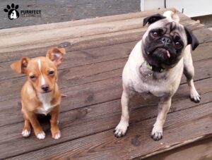 chihuahua and a pug